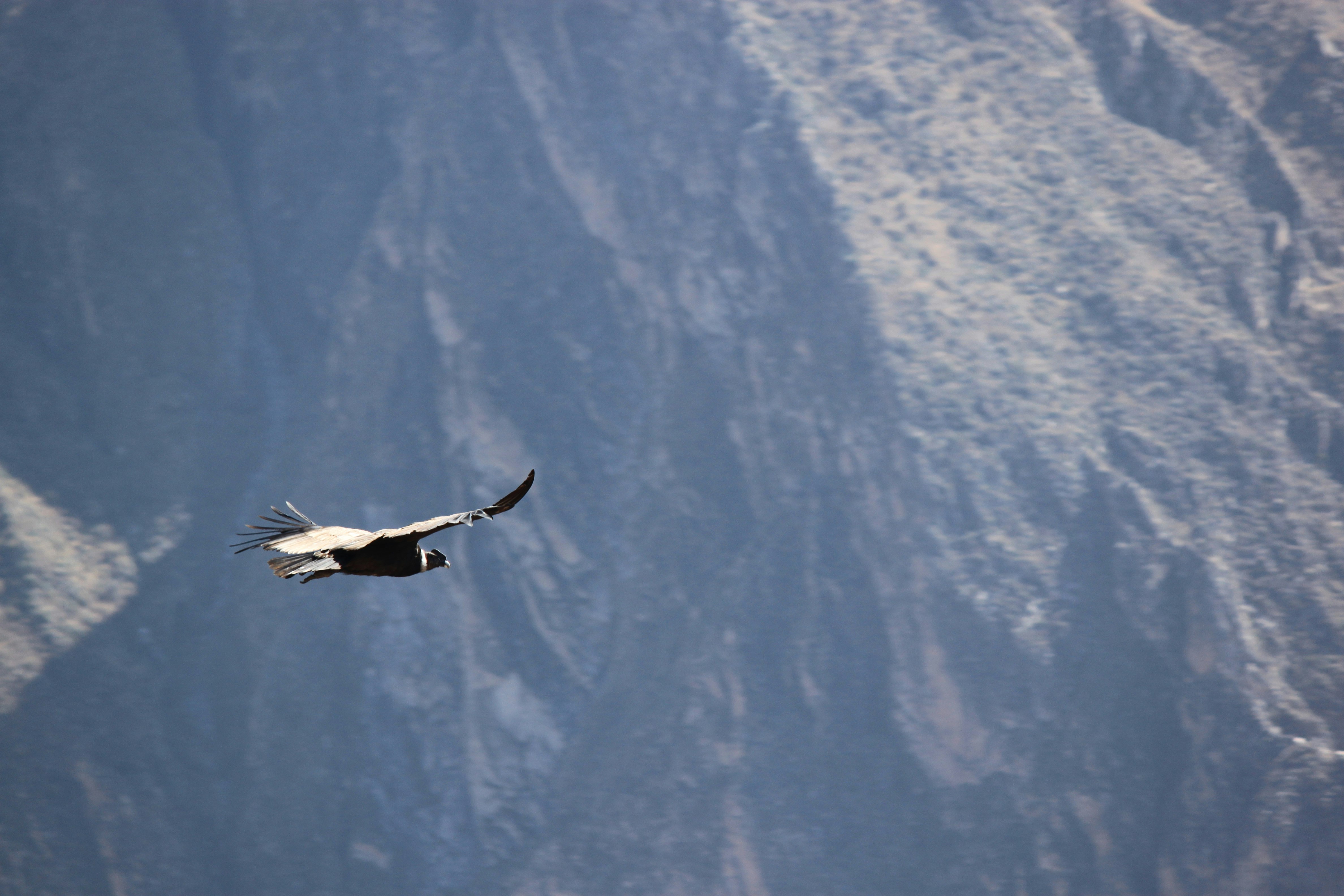 2-Day Flight of Condor on Colca Canyon from Arequipa - imagen #10
