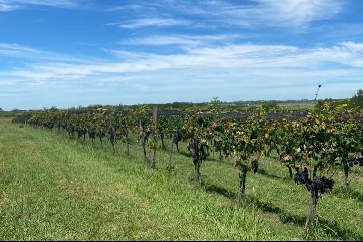 Bodega Gamboa Small-Group Wine Tasting Tour with Lunch - imagen #3