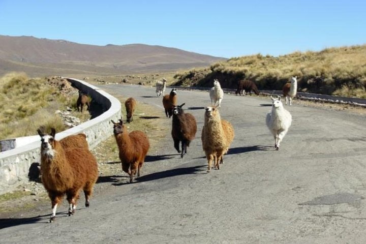 Tafi del Valle and Quilmes Ruins Full-Day Tour from Tucuman - imagen #6