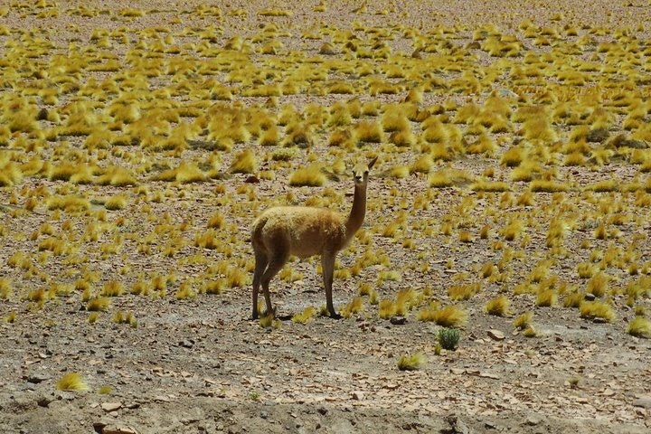 San Pedro de Atacama, Altiplanic Lagoons and Piedras Rojas - Full day - imagen #3
