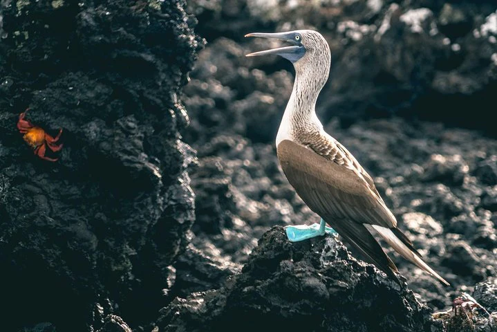 Excursión a la bahía de Tintoreras desde la isla Isabela - imagen #4