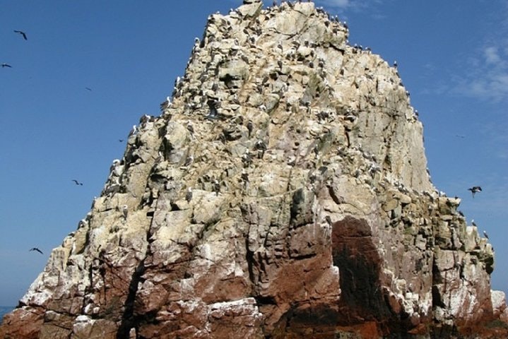 Ballestas Islands Sigthseeing Tour - imagen #7