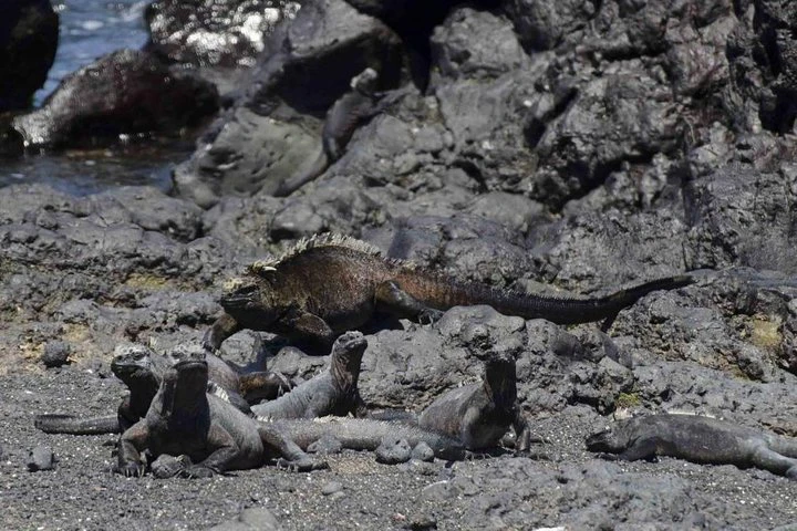 Circuito de 5 días por las Galápagos: islas de Santa Cruz e Isabela - imagen #4
