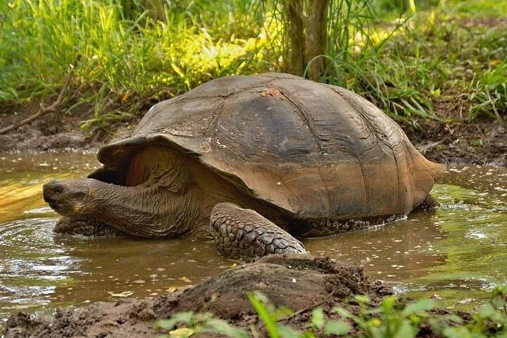 Galápagos: Excursión a Santa Cruz, 4 días - imagen #3