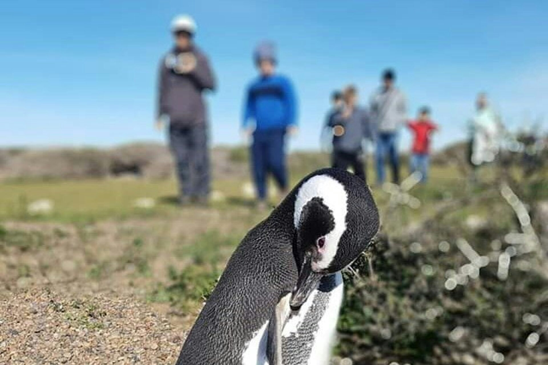 Punta Tombo Penguin Colony from Puerto Madryn with Toninas Watching - imagen #9