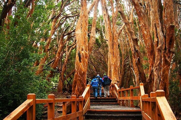 Nahuel Huapi Lake Cruise with Victoria Island and Arrayan Forest Walk - imagen #13