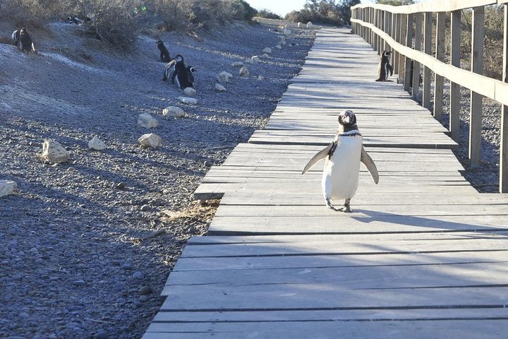 Punta Tombo Penguin Colony from Puerto Madryn with Toninas Watching - imagen #3