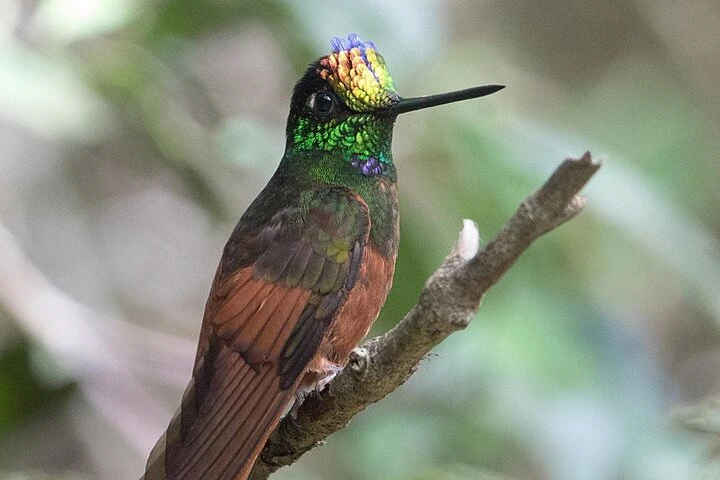 Observación de aves: excursión de día completo desde Cuenca - imagen #6