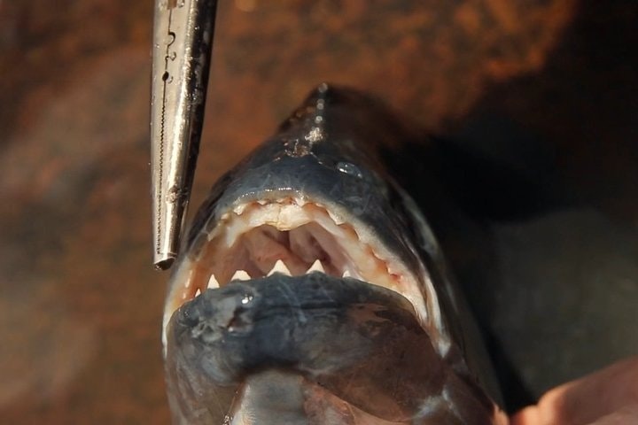 Piranha fishing experience in the Amazon jungle - imagen #2