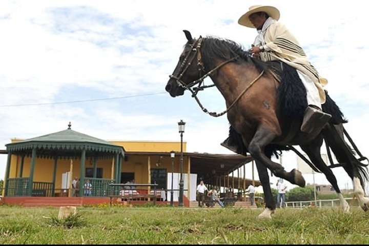 Peruvian Paso Horse & Marinera with lunch in Trujillo - imagen #3