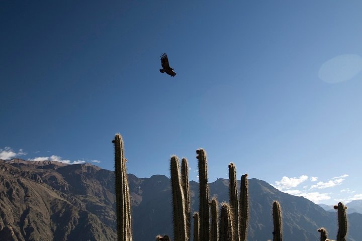 3-day Colca Canyon Trek Adventure - imagen #2