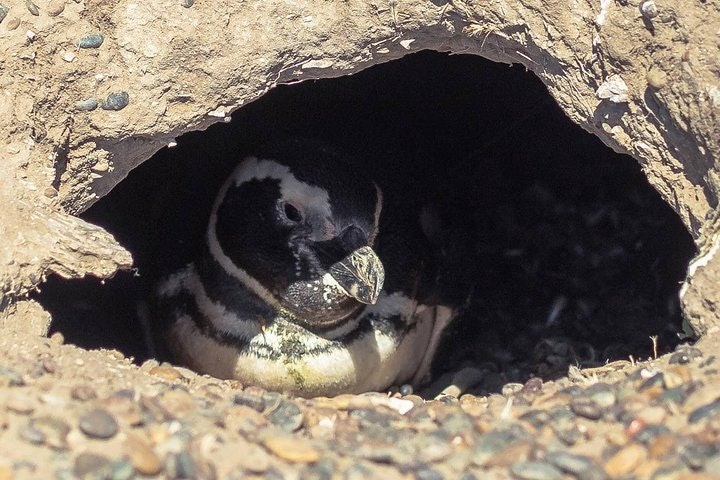 Estancia San Lorenzo: Home to the Largest Penguin Colony - imagen #5