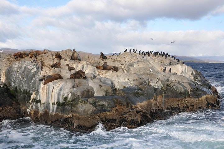 Martillo Island: Boat Trip to the Penguin Colony & Beagle Channel - imagen #4