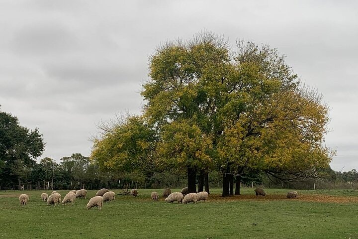 Authentic Farm Day in an Argentine Countryside Estancia - imagen #16