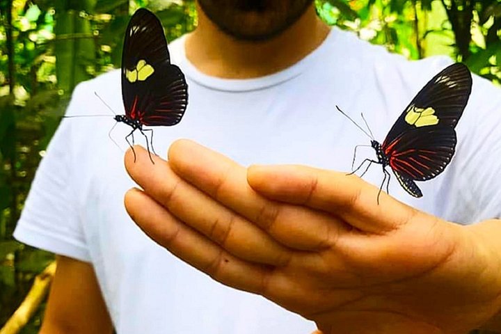 Granja de mariposas Pilpintuwasi y tribus nativas