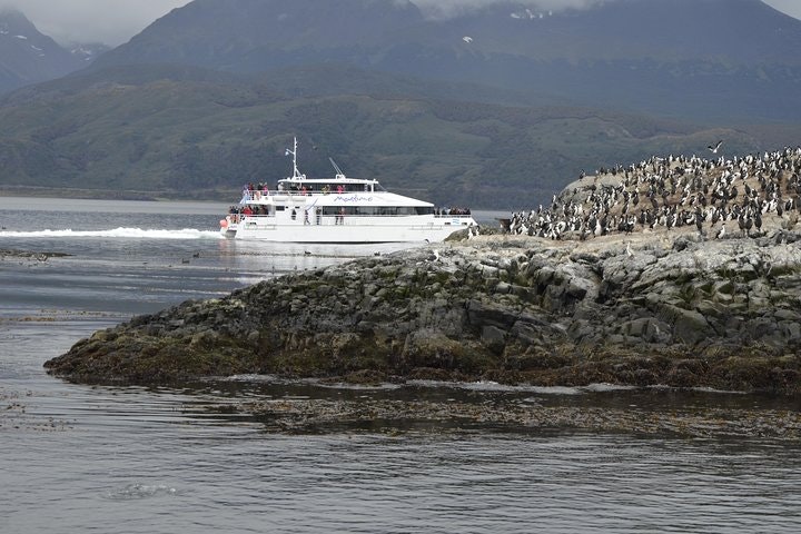 Martillo Island: Boat Trip to the Penguin Colony & Beagle Channel - imagen #7