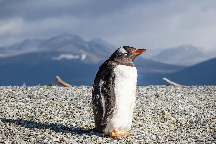 Tierra del Fuego Eco-Adventure: Beagle Channel Canoeing, Penguin Colony and Gable Island - imagen #9