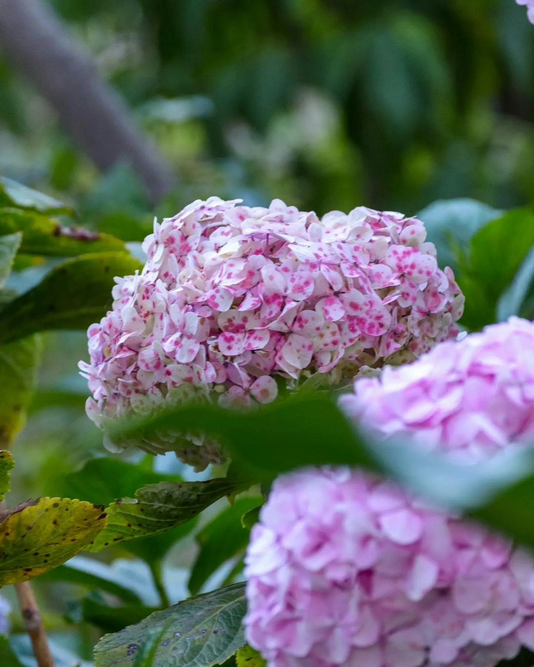 Caj-04 : Otuzco Ancient Tombs & Hortensia Garden - A Scenic Day Out - imagen #8