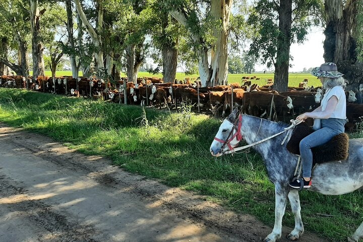 Horseback Riding Experience in Carlos Keen - imagen #9